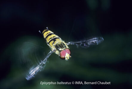 Episyrphus balteatus : adulte en vol