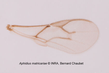Aphidius matricariae : aile Aphidius matricariae : aile