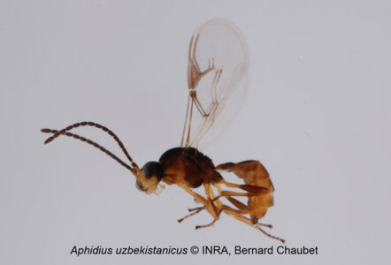 Aphidius uzbekistanicus : adulte habitus Aphidius uzbekistanicus : adulte habitus