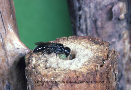 Pemphredon lethifer adulte tenant un puceron paralysé
