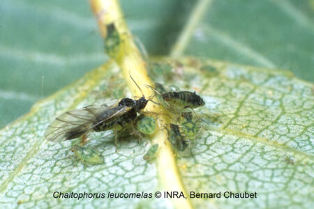 Chaitophorus leucomelas : adulte ailé Chaitophorus leucomelas : adulte ailé