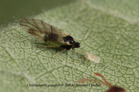 Chaitophorus populeti 07 (Populus) VL nC 900 Chaitophorus populeti 07 (Populus) VL nC 900