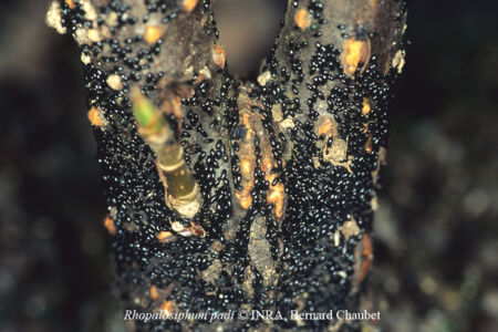 Rhopalosiphum padi : oeufs sur Prunus padus Rhopalosiphum padi : oeufs sur Prunus padus