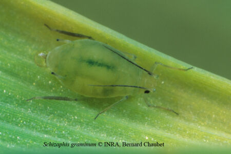 Schizaphis graminum : adulte aptère Schizaphis graminum : adulte aptère