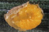 larve d'hyperparasitoïde