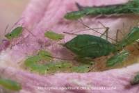Macrosiphum euphorbiae : adulte aptère et colonie verte