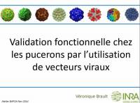 Validation fonctionnelle chez les pucerons par l'utilisation de vecteurs viraux