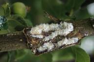 Eriosoma lanigerum : dégât sur pommier