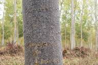 Phloeomyzus passerinii : fumagine