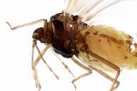 Thelaxes dryophila : rostre