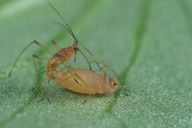 Acyrthosiphon pisum : accouplement, mâle aptère et ovipare aptère