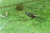 Aulacorthum solani : adulte aptère et émission de phéromone