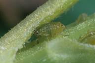 Brachycaudus helichrysi : adulte aptère 