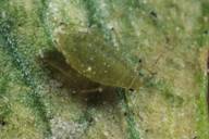 Cavariella aegopodii : adulte aptère