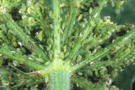 Cavariella theobaldi : colonie