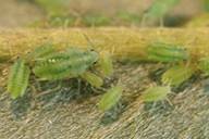 Cavariella theobaldi : nymphes