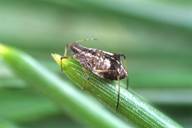 Cinara acutirostris : adulte aptère