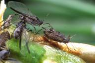 Cinara acutirostris : adultes ailés et une nymphe