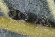 Callipterinella tuberculata : adulte aptère et nymphe 4