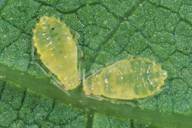 Chromaphis juglandicola : nymphes 4