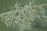 Hyalopterus pruni : colonie