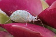 Macrosiphum albifrons : adulte aptère