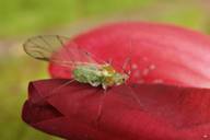 Macrosiphum albifrons : adulte ailé