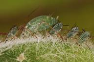 Macrosiphum albifrons : colonie