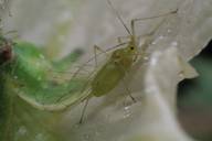 Macrosiphum euphorbiae : adulte ailé vert