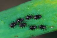 Neotoxoptera formosana : larves