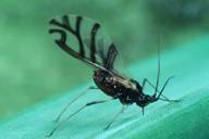 Neotoxoptera formosana : adulte ailé sur oignon