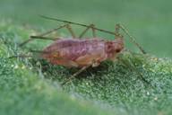 Macrosiphum euphorbiae : nymphe rose