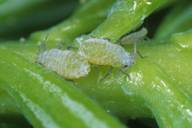 Mindarus abietinus : colonie