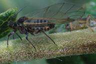 Pterocomma pilosum : adulte ailé