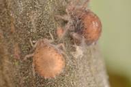 Pterocomma pilosum, momies d'Aphidius cingulatus