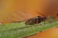 Rhopalosiphum padi : adulte ailé