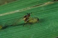 Sitobion avenae : accouplement, mâle ailé et ovipare aptère