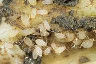 Trama (Neotrama) caudata : colonie sur racine