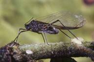 Tuberolachnus salignus : adulte ailé