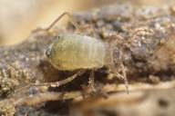 Trama (Neotrama) caudata : adulte aptère sur racine