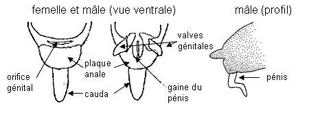 Morphologie des sexués