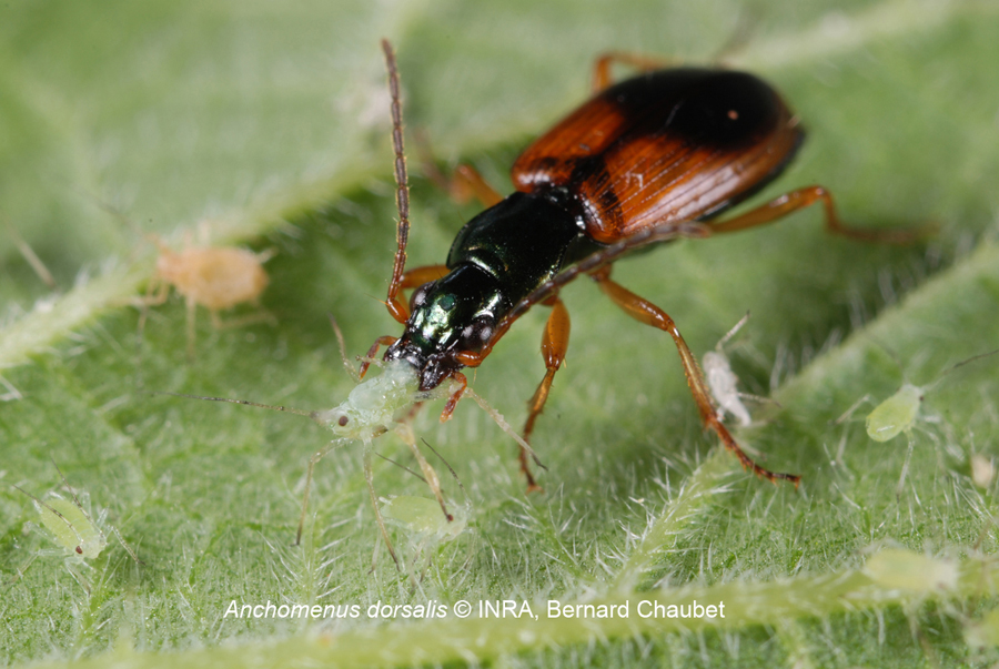 Anchonemus dorsalis : menu de choix