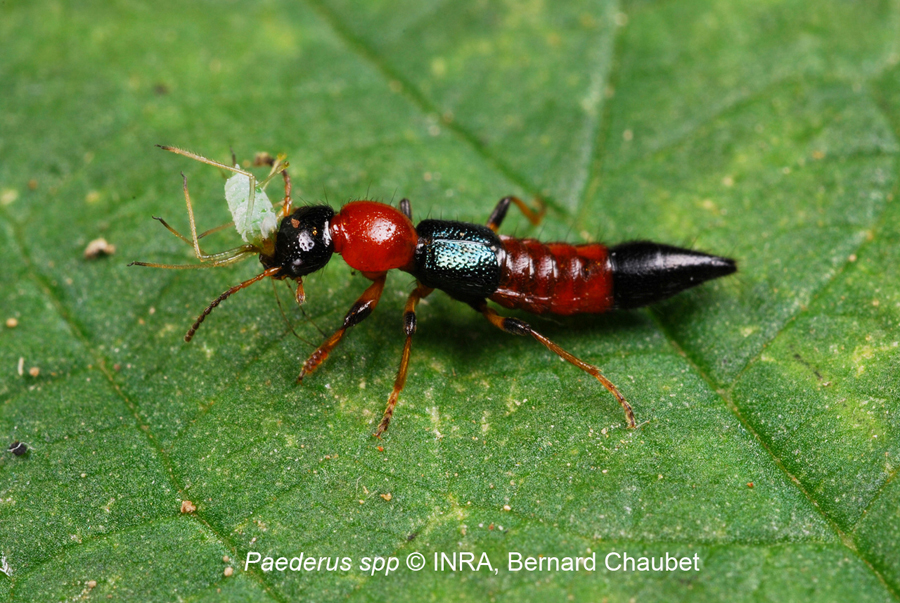 Paederus sp