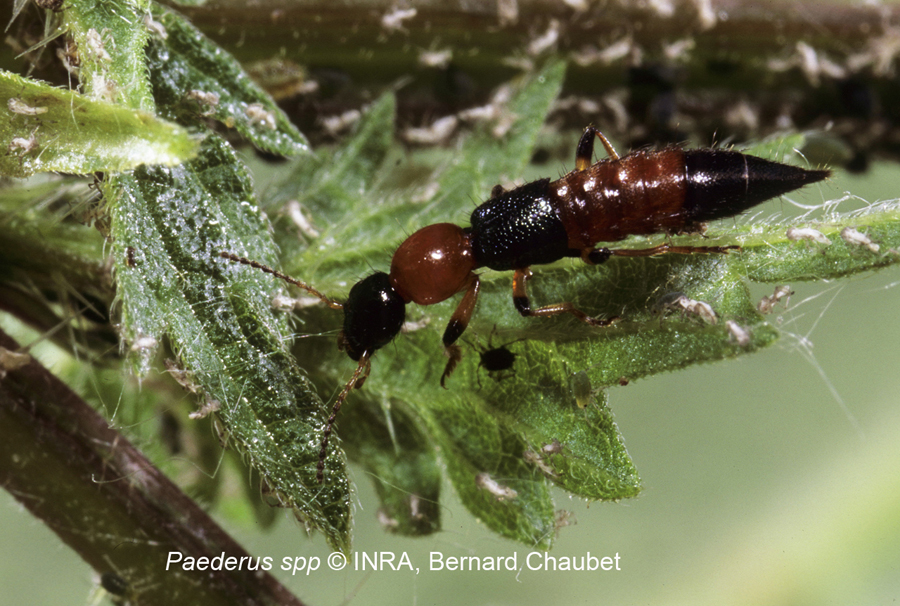Paederus sp