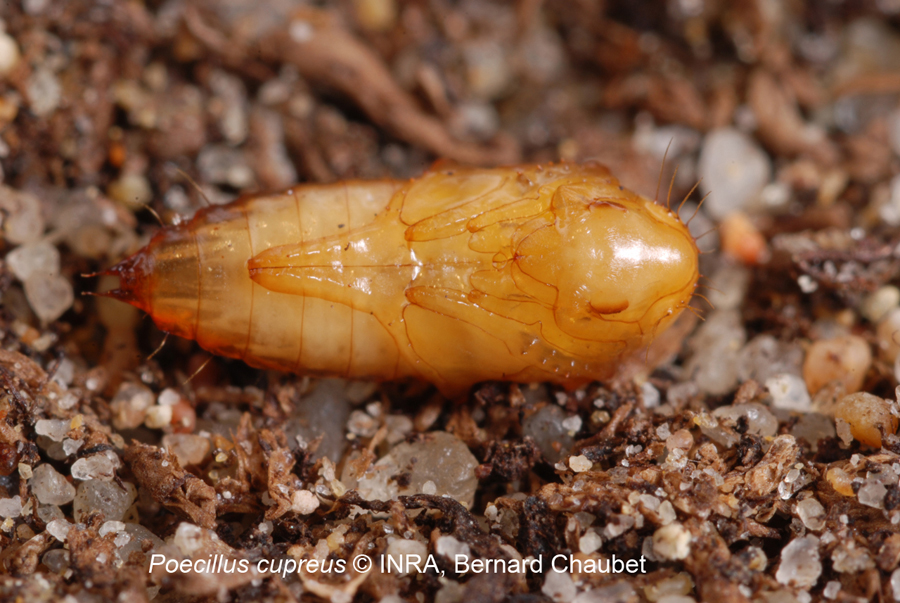 Poecilus cupreus : nymphe