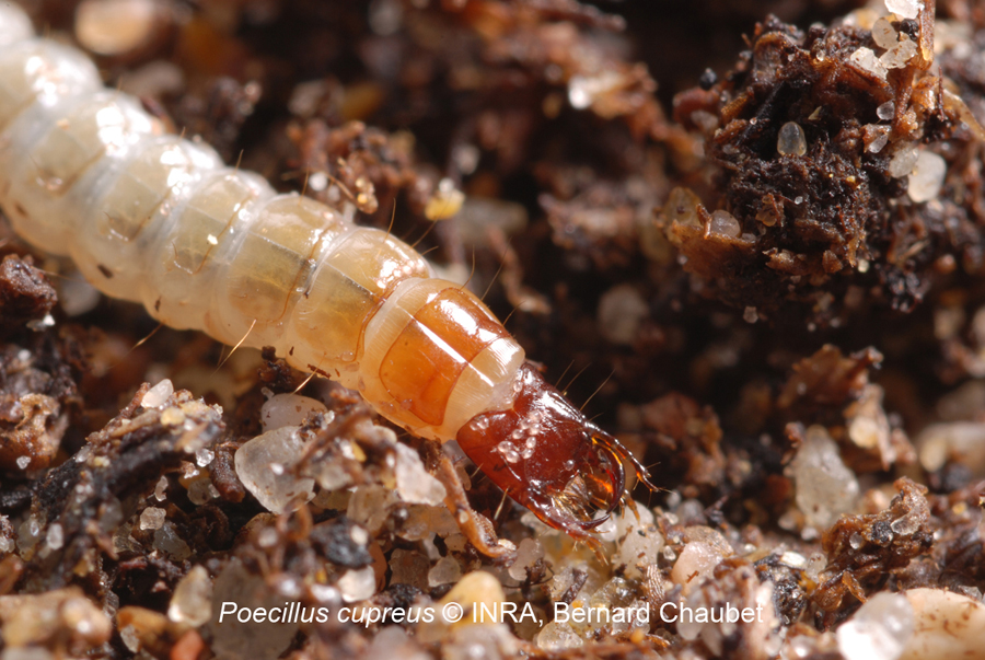 Poecilus cupreus