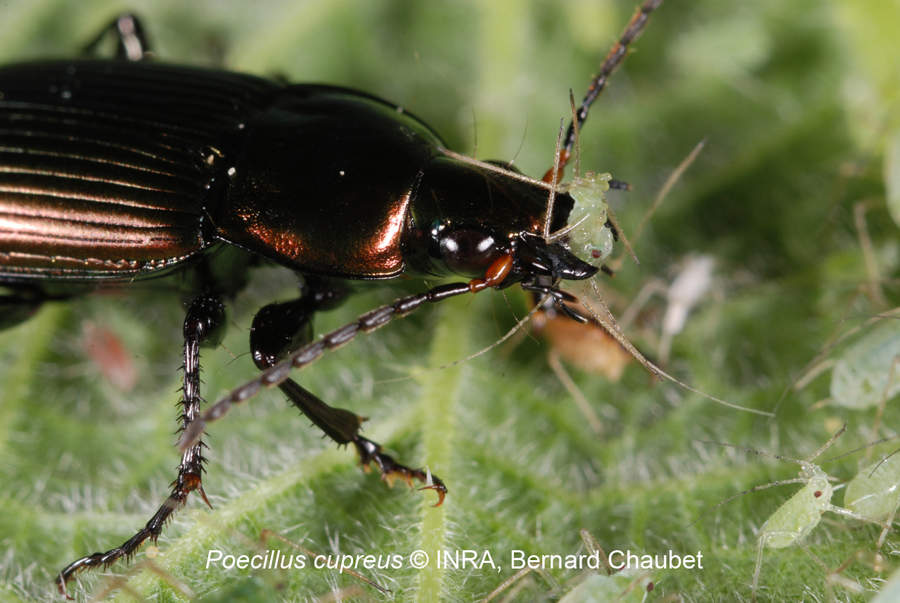 Poecilus cupreus