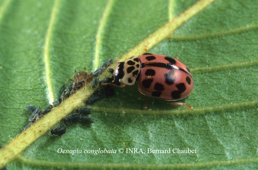 Oenopia conglobata : adulte