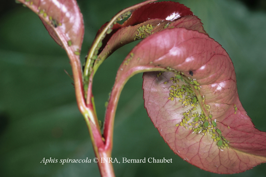 Aphis spiraecola : colonie sur Photinia © INRA, Bernard Chaubet