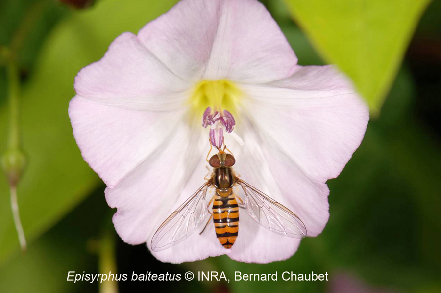Episyrphus balteatus : adulte